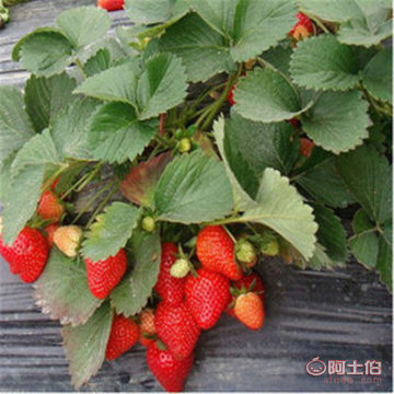 【供应秋季大棚草莓苗泰安甜查理草莓苗种植基地】泰安开发区泰达园艺场 - 产品库