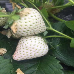新闻推荐 越佳草莓苗苗圃价格表 越佳草莓苗厂家直销