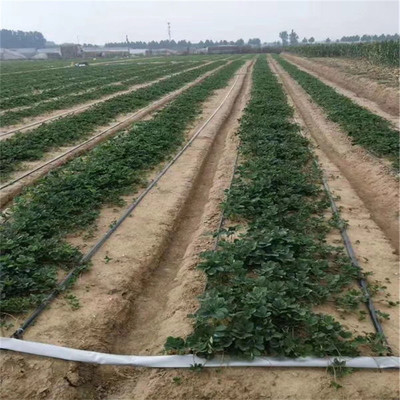 山东草莓苗基地批发多钱全明星草莓苗种植技术