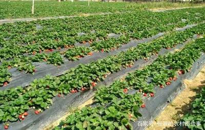 喜欢吃草莓,又无法买到新鲜的草莓,教你如何种植草莓