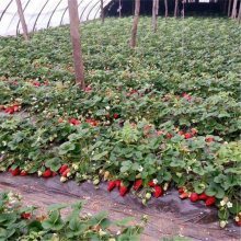 【山东基地直销 大棚种植法兰第草莓苗 品种纯正图片】山东基地直销 大棚种植法兰第草莓苗 品种纯正