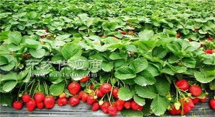 怎样培育草莓苗|河南草莓苗|草莓种苗(查看)图片