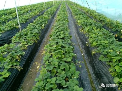 栽培方式大对比,选择对了种草莓赚大钱一点都不难