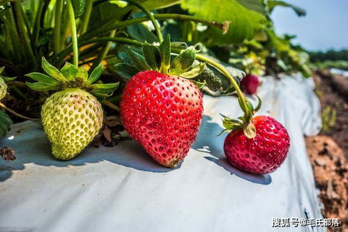 草莓种植技术 草莓根腐病危害症状及防治措施