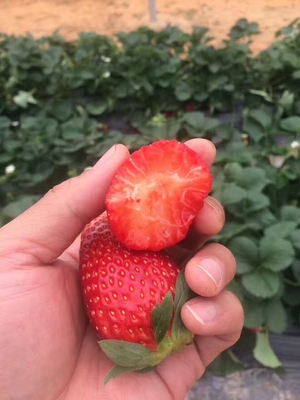 脱毒草莓苗