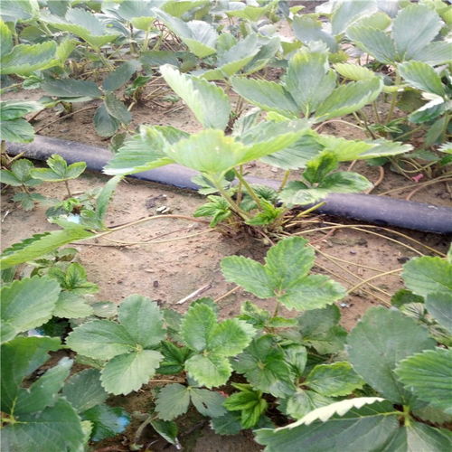 农户种植章姬草莓苗注意事项