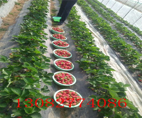 白草莓苗种植全攻略 从选苗到收获的实用方法