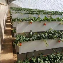 大棚草莓种植槽与立体栽培架在现代草莓种植中的应用与优势