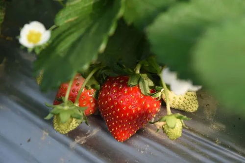 黔南龙里草莓种植，赋能乡村振兴，共创‘莓’好生活