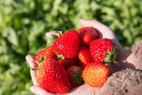 广西草莓种植指南 气候适宜与栽培要点解析