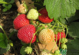 春天能种草莓吗？春季草莓种植指南