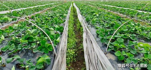 草莓设施栽培中光照强弱的五大调控措施