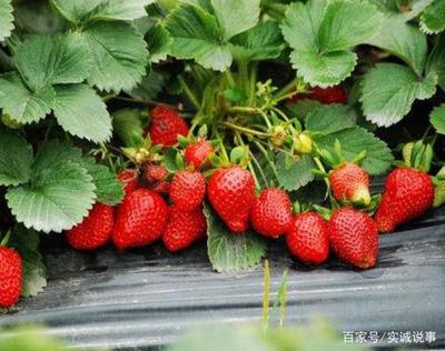 这才是种草莓的正确打开方式！