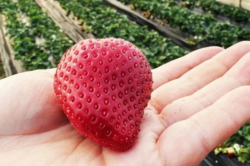 草莓界的劳斯莱斯 隐藏款嘉乡特产，你尝试过吗？