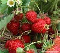 上海青浦草莓市场价格、种植详情及农家乐采摘指南