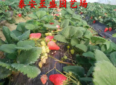 脱毒二代越丽草莓 亩产过万元的高效种植模式在天津推广