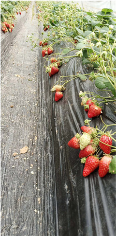 购买草莓的三个小窍门，你知道吗？