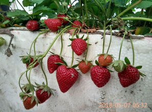 阳台庭院草莓种植 品味酸甜香浓的家庭乐趣