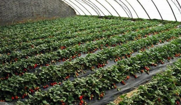 大棚草莓种植技术