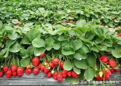 草莓种植新法 柳朴教你种出更甜的草莓