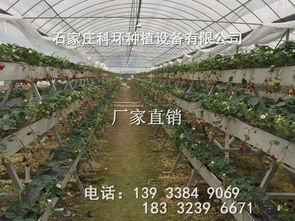现代科技草莓种植槽 革新农业的无土立体栽培方案