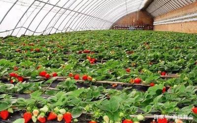 草莓种植常见问题与解决策略