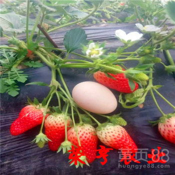 惠州法兰蒂草莓苗技术扶持——助力草莓种植高效发展