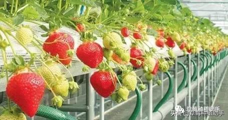 高架草莓 传统农业的现代化革新