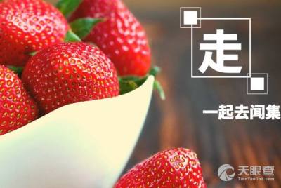 阜阳市颍泉区文福草莓种植专业合作社 草莓种植的绿色实践与产业振兴之路