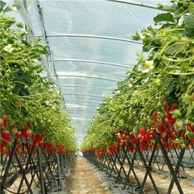 草莓立体种植槽选购指南与配套产品推荐