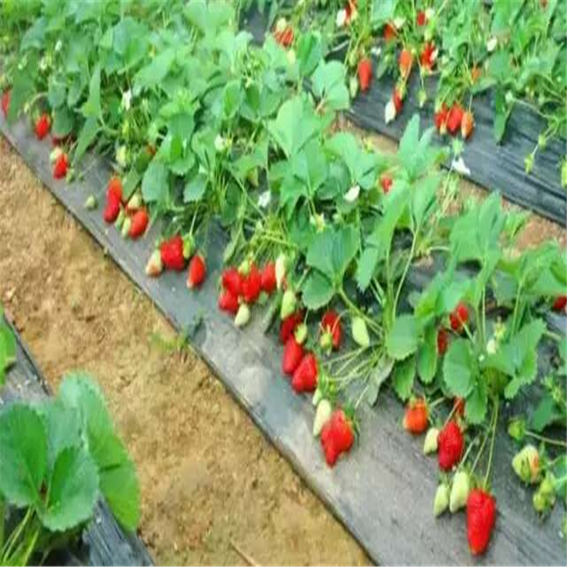 宝交草莓苗多少钱？市场价格、影响因素与种植前景全解析