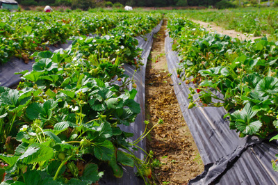 草莓田的美丽图景 一排排草莓植物的精致种植园