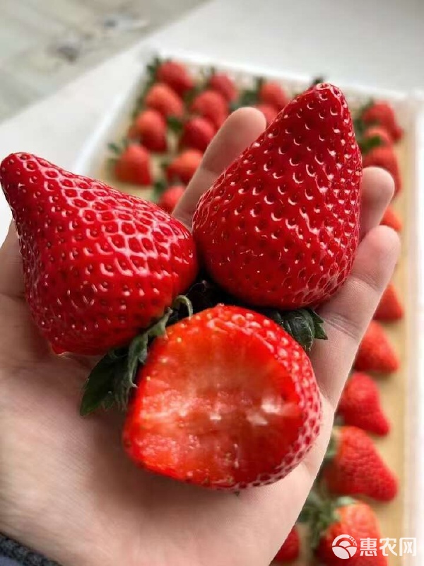 丹东东港99草莓种植户的一件代发模式 甜蜜产业的现代变革