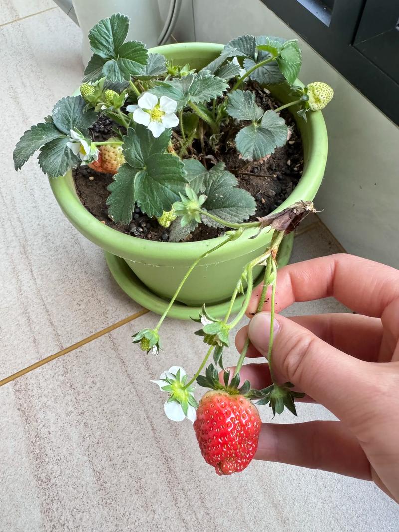 阳台草莓种植指南 从挂果到收获，轻松实现‘草莓自由’