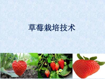草莓高效种植与栽培管理技术
