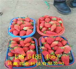 新疆博尔塔拉99草莓苗价格、新品种推荐及种植配送服务指南